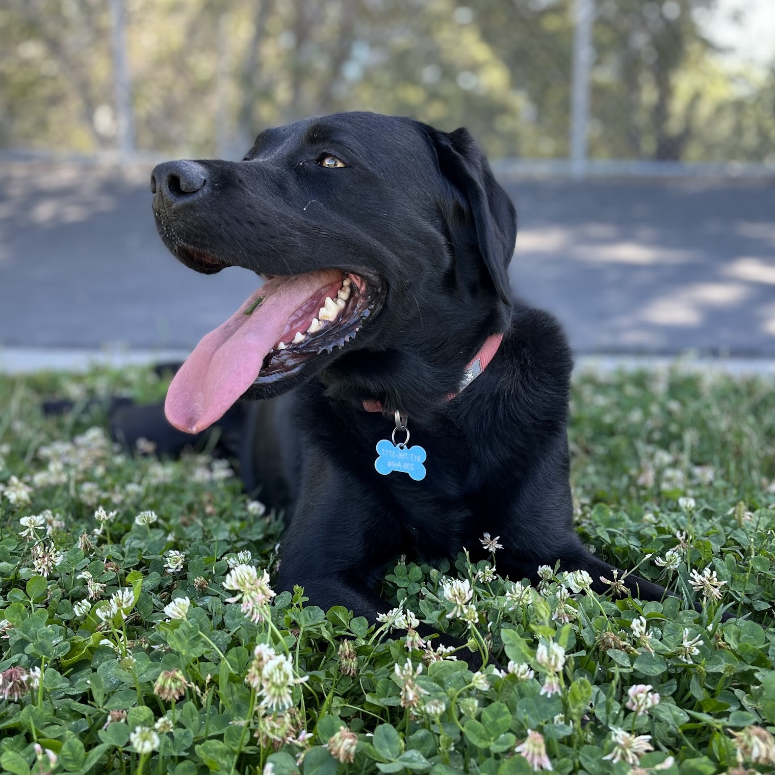 Aldo